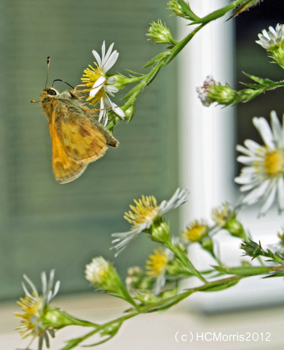 butterfly on a flower