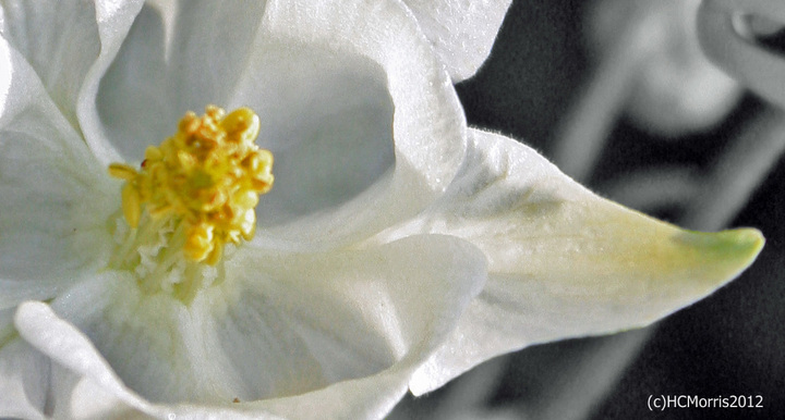 White Columbine