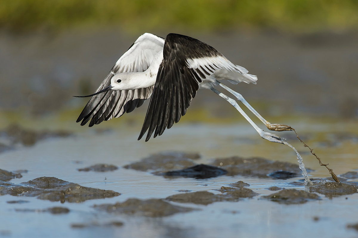 American Avocet