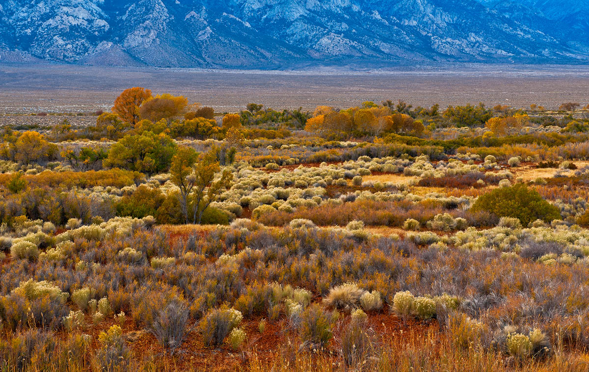  An Oasis of Color