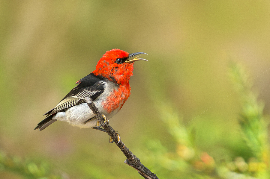 Scarlet Honeyeater
