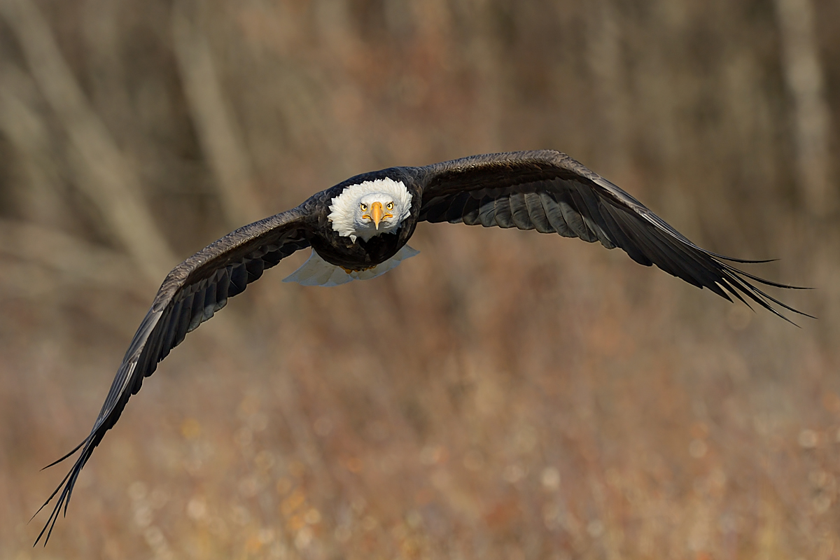 Eagle Coming at You