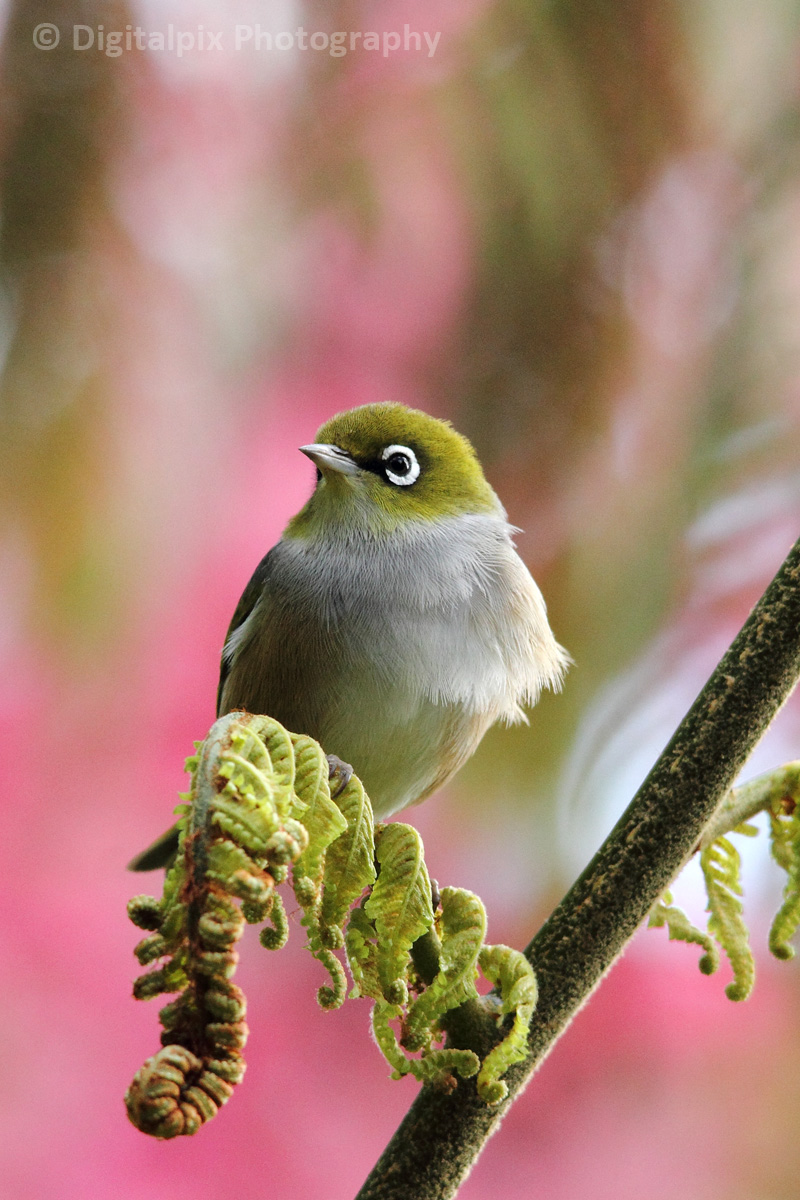 Silvereye (Tauhou)