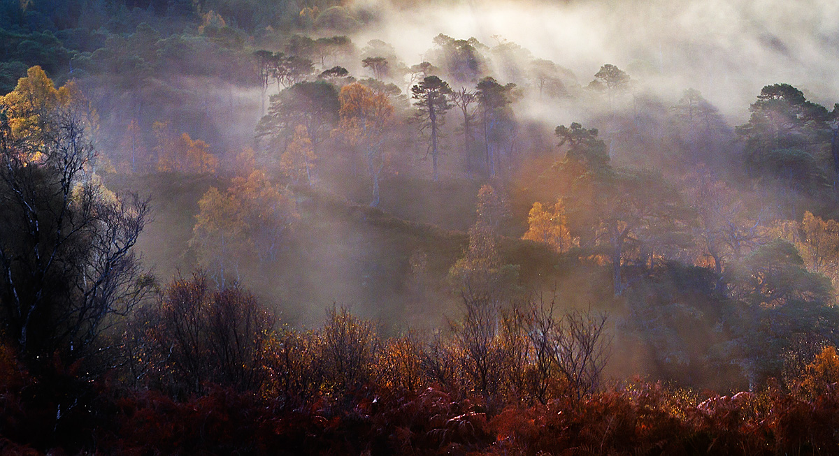 AUTUMN MIST