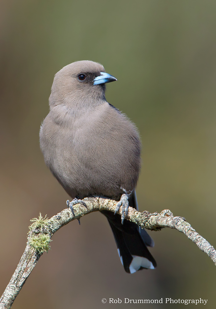 Dusky Woodswallow