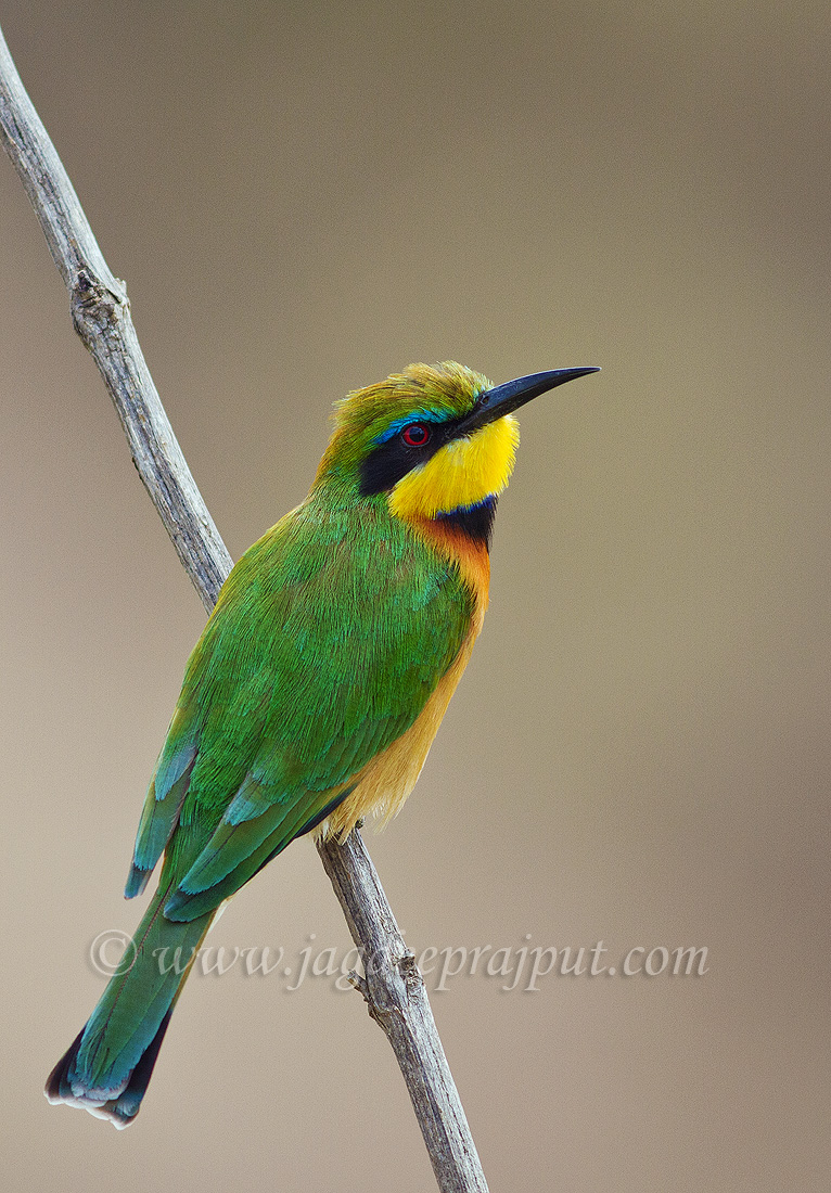 Bee-eater