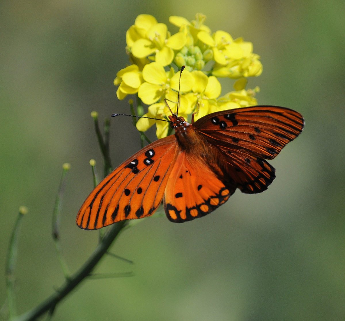 Gulf Fritillary