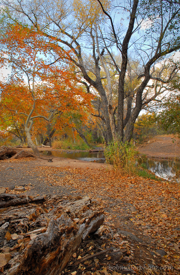 Autumn Twist