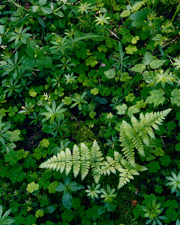 Woodruff, shamrock, fern