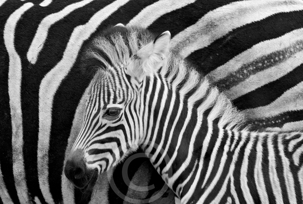 Barcodes
