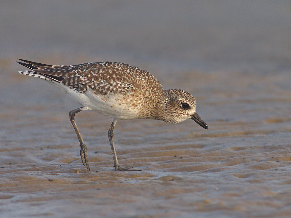 Another BB Plover