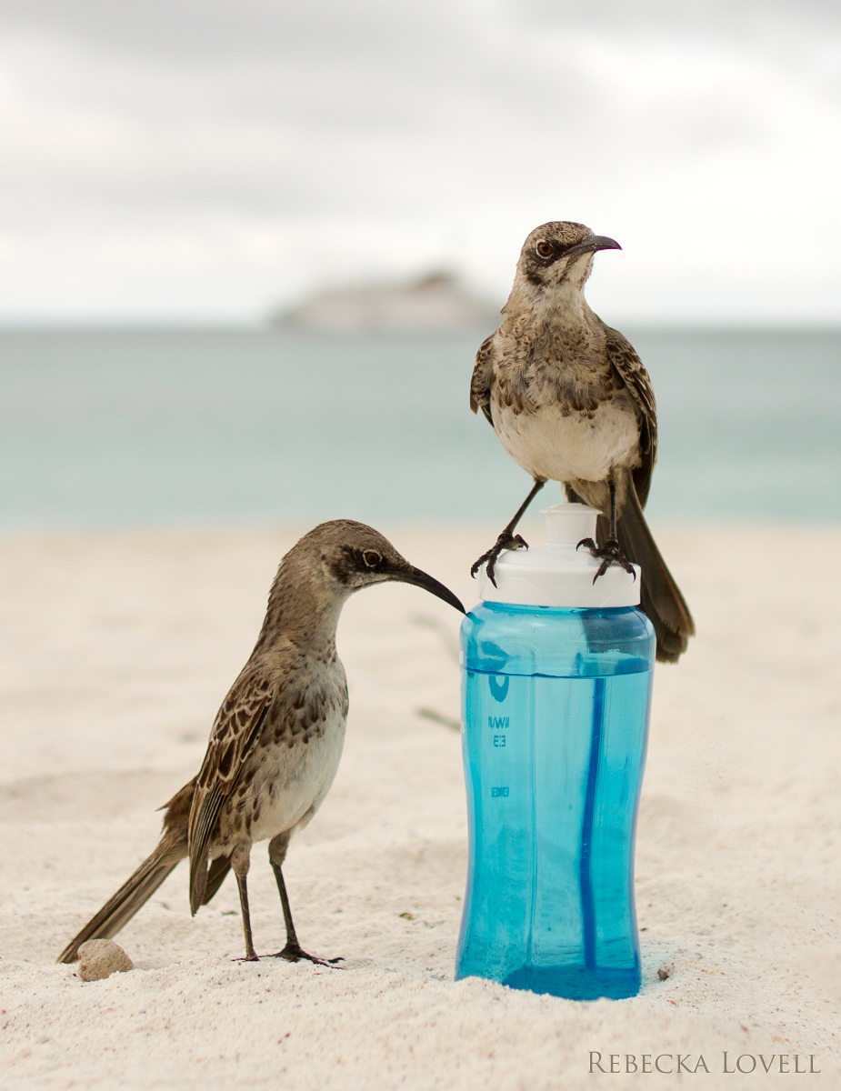 Thirsty Birds