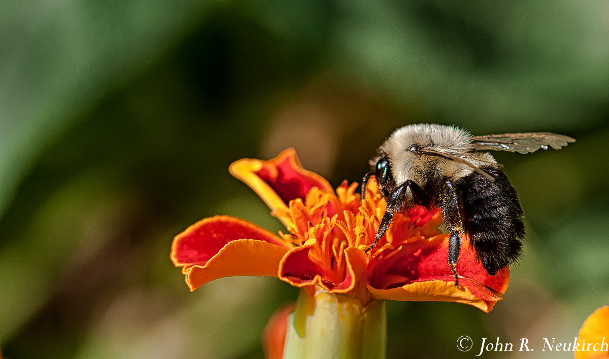 Common Eastern BumbleBee