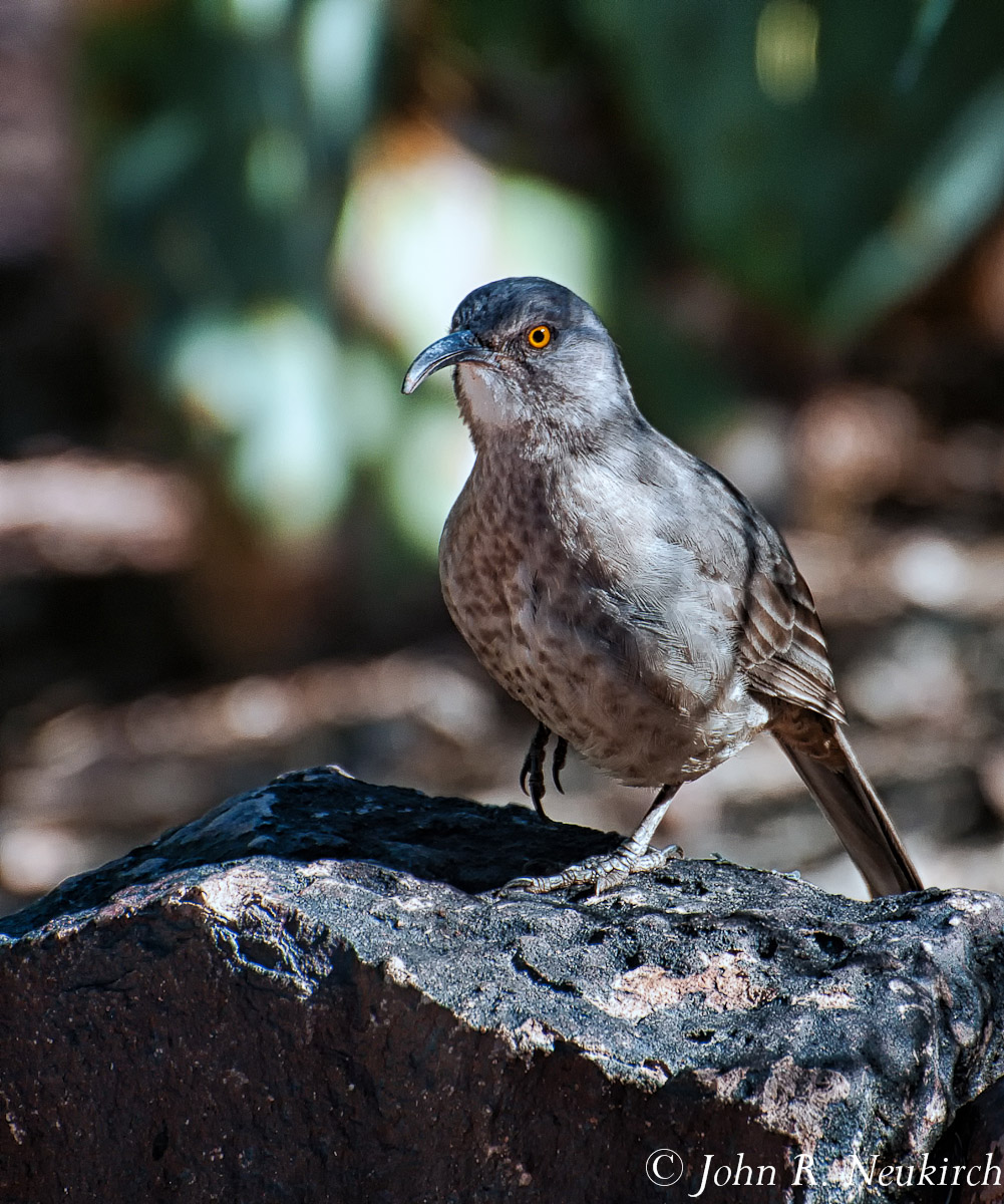 Curve-billed Thrasher