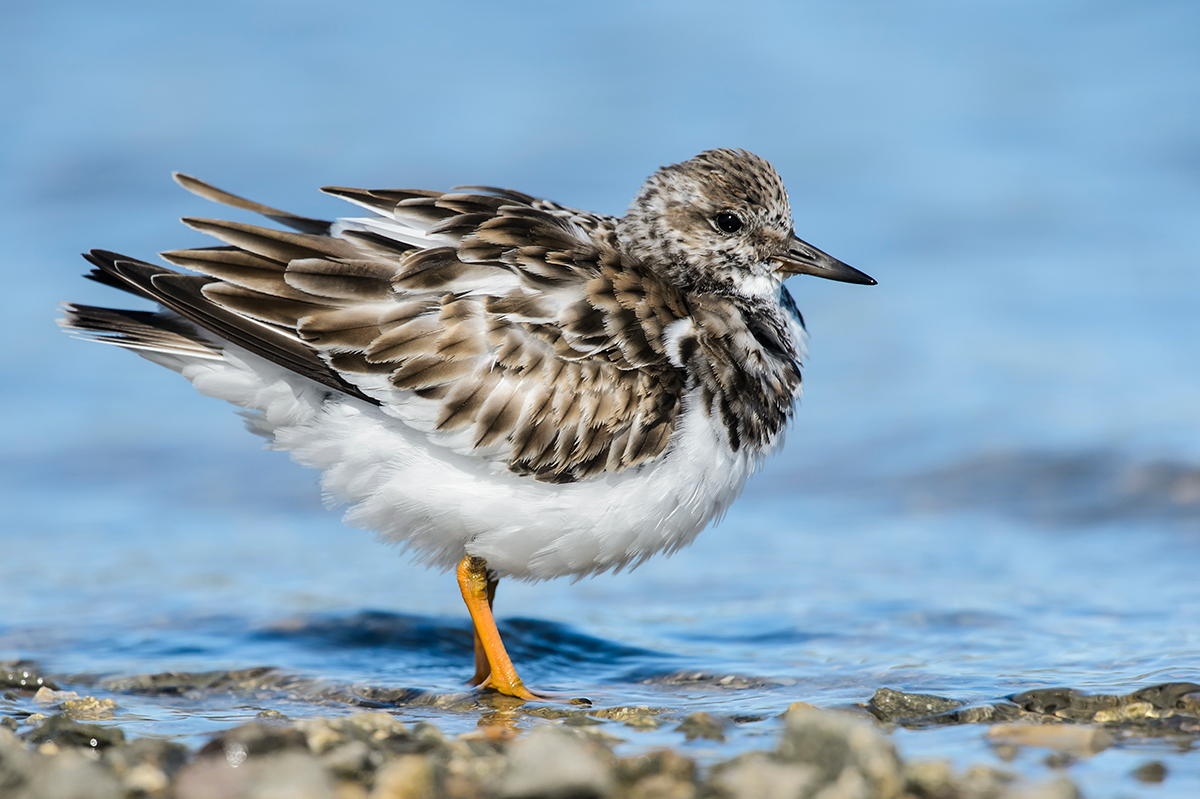 Ruddy Turnstone