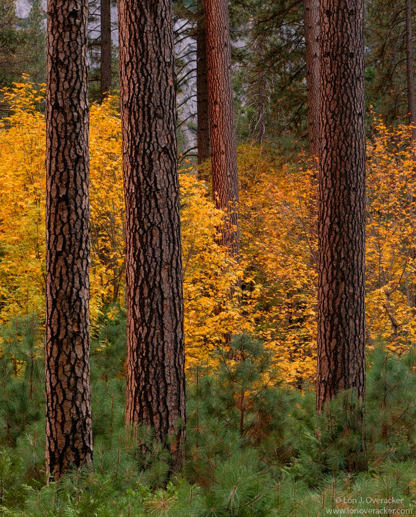 Yosemite Moments #1