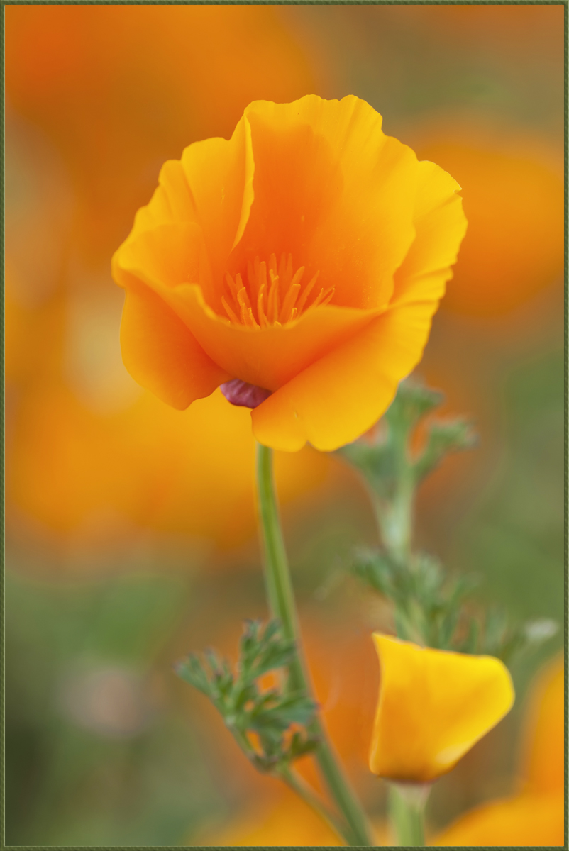 Poppies