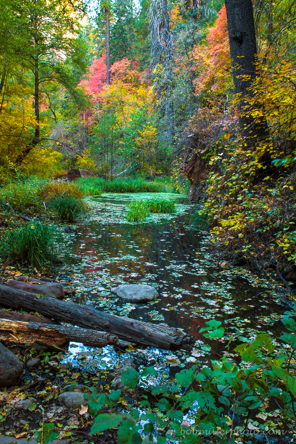 West Fork Autumn