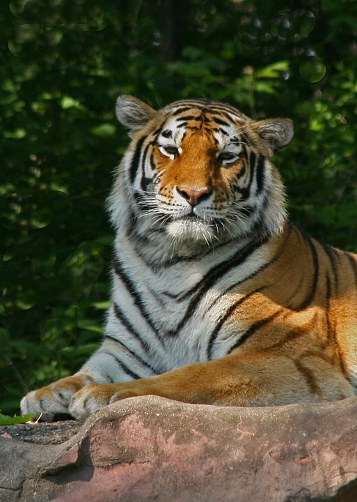 Siberian tiger  (C)