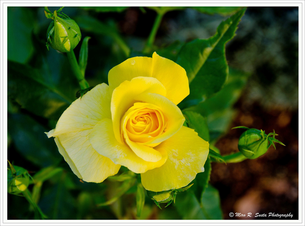 Yellow Rose
