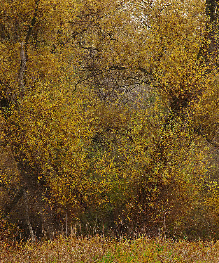 Trees #1