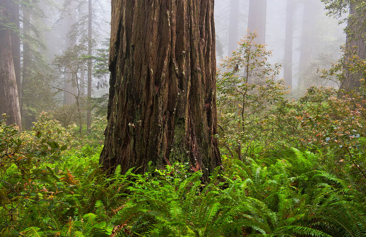 Standing with Giants