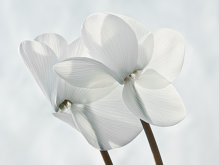 It is time of Cyclamens