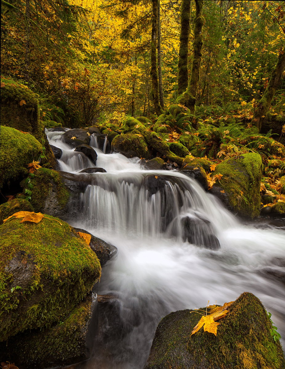Dry Creek Autumn #2
