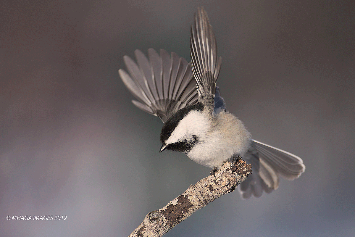 Fairy Wings