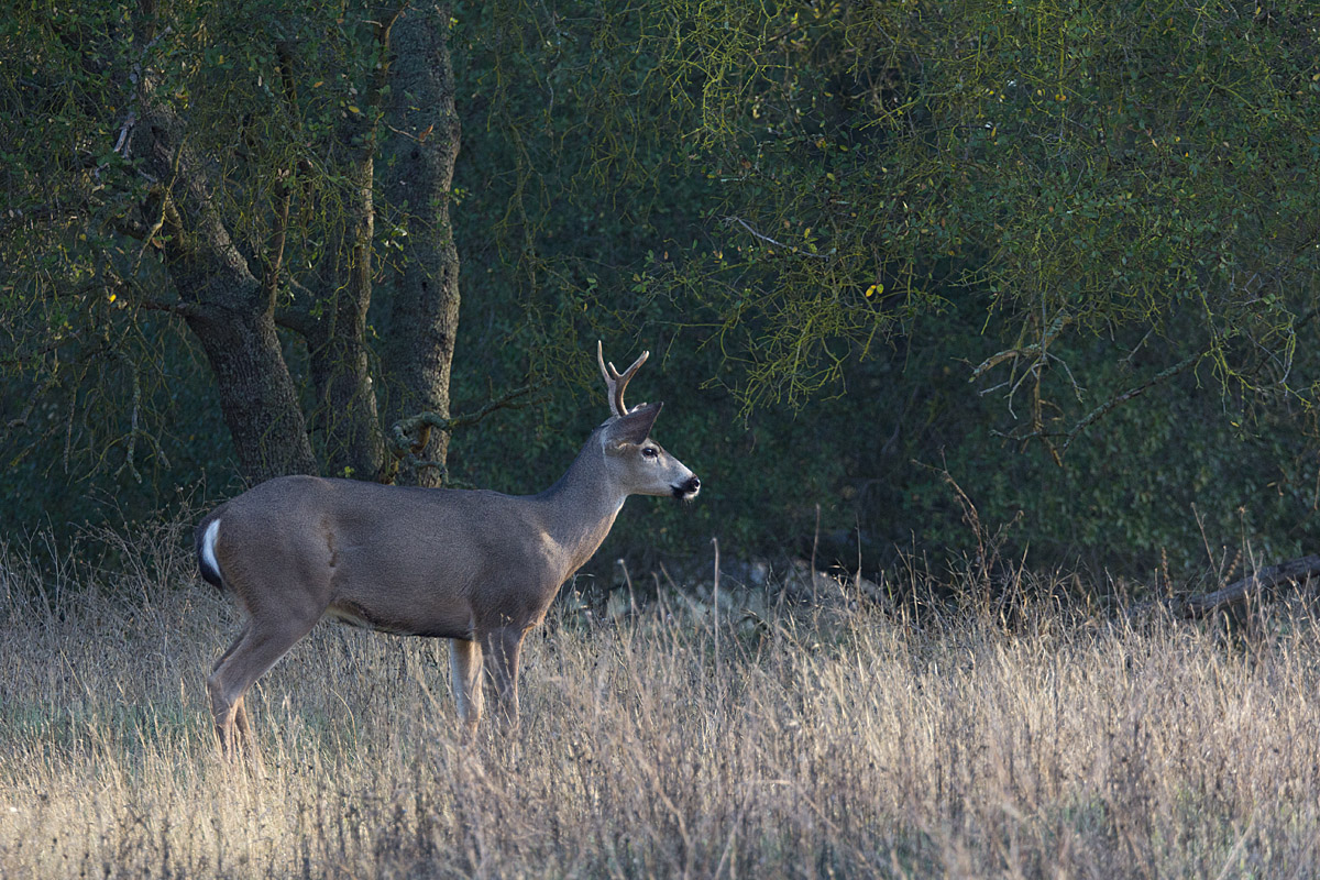 A Buck's Tale