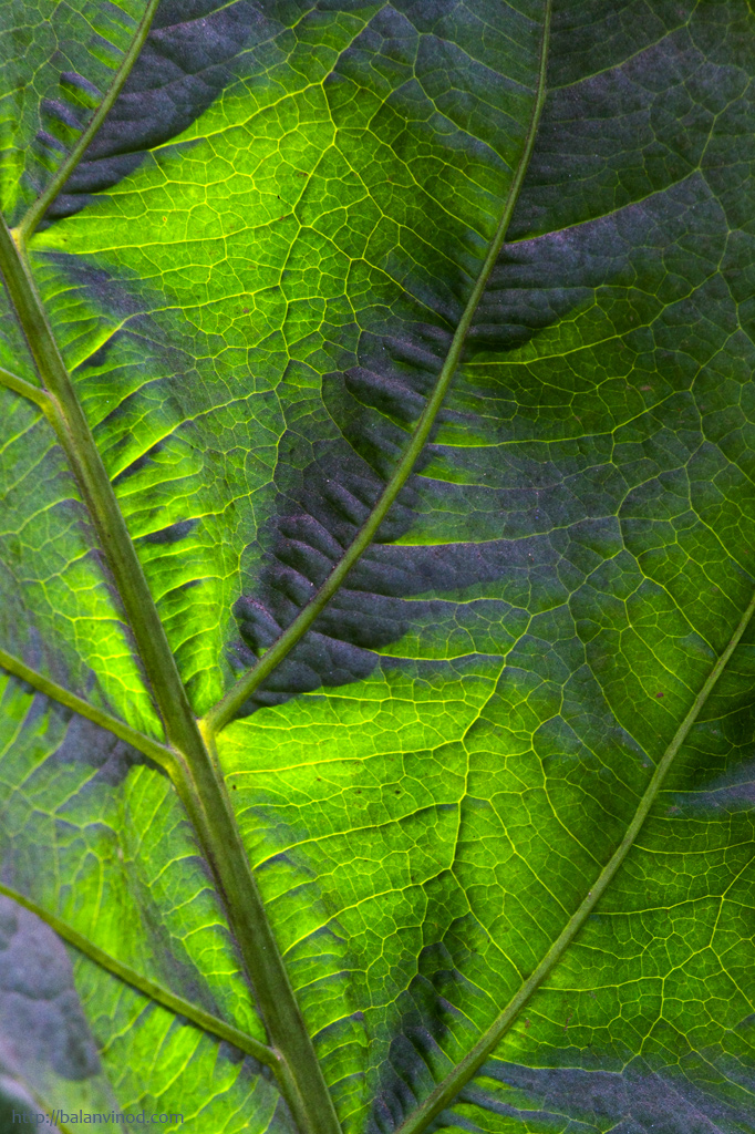 Light and Shade