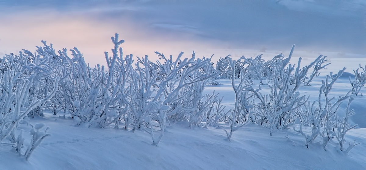 Frigid Light