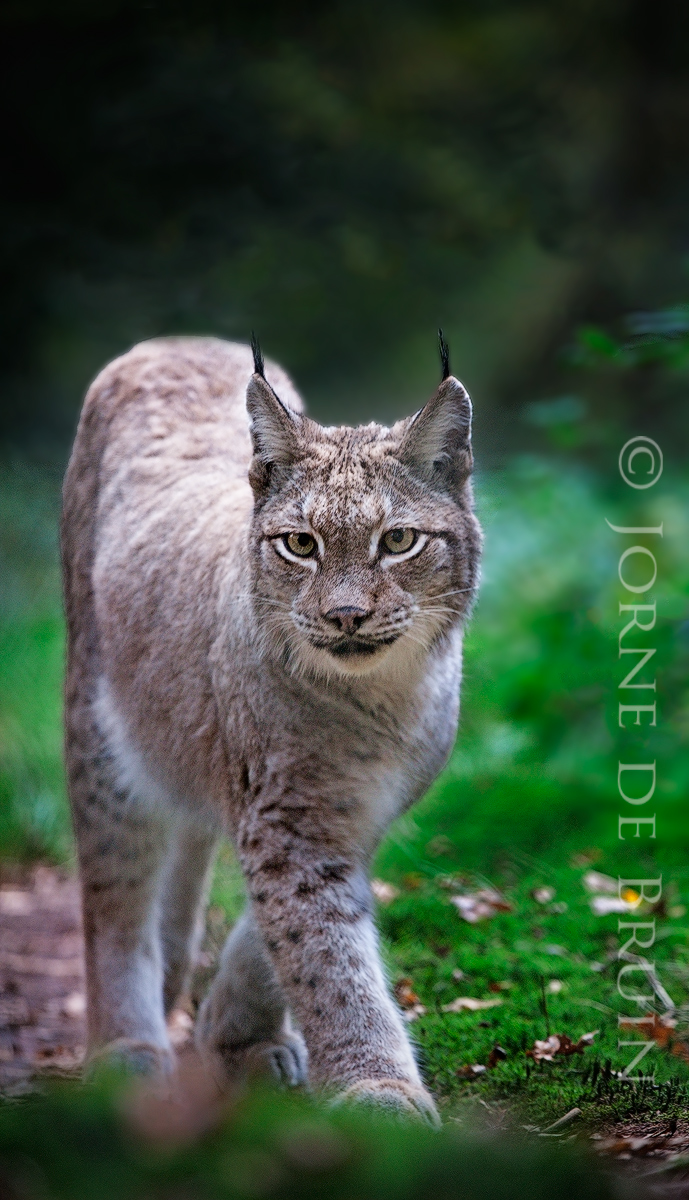 (c) Out for a Stroll II