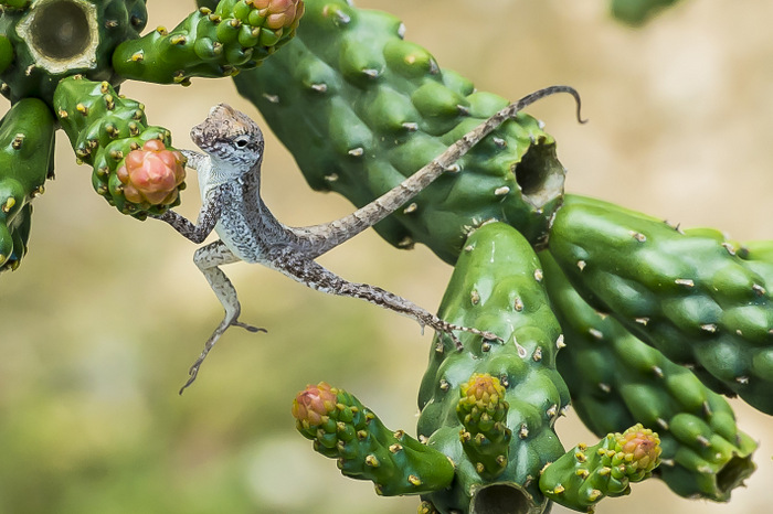 Leaping Lizard
