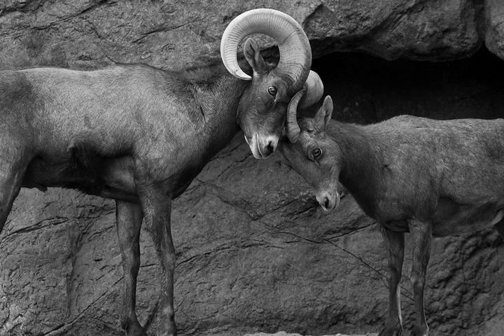 Loving Embrace
