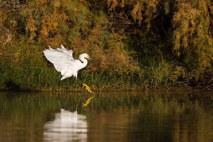Snowy Egret Landing