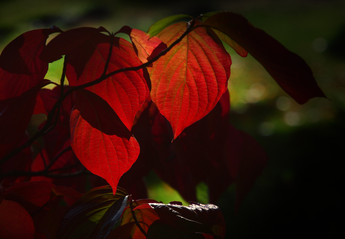 Dogwood