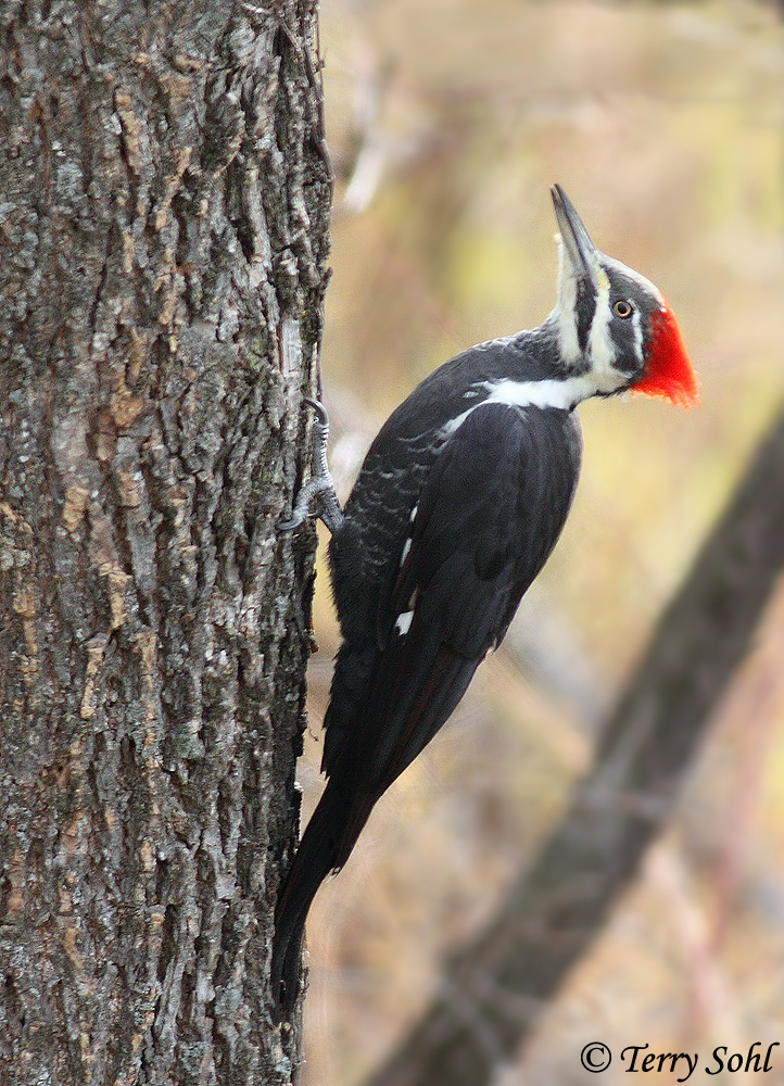 Pileated Woodpecker