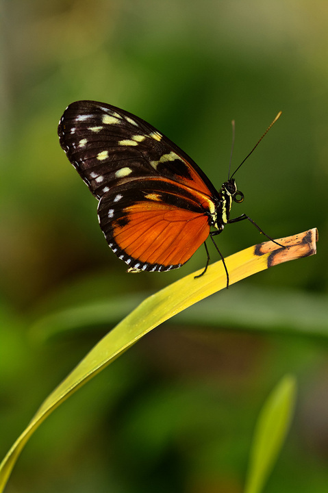 Cream Spotted Tigerwing
