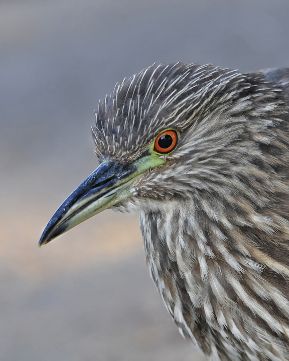 Juvenile Close-Up