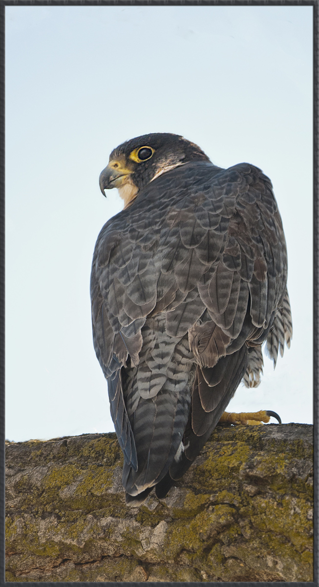 Peregrine