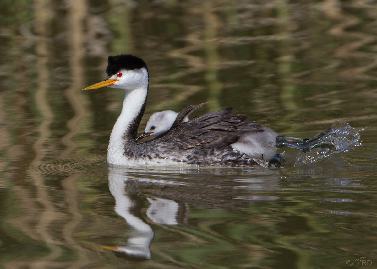 Clark's Grebes