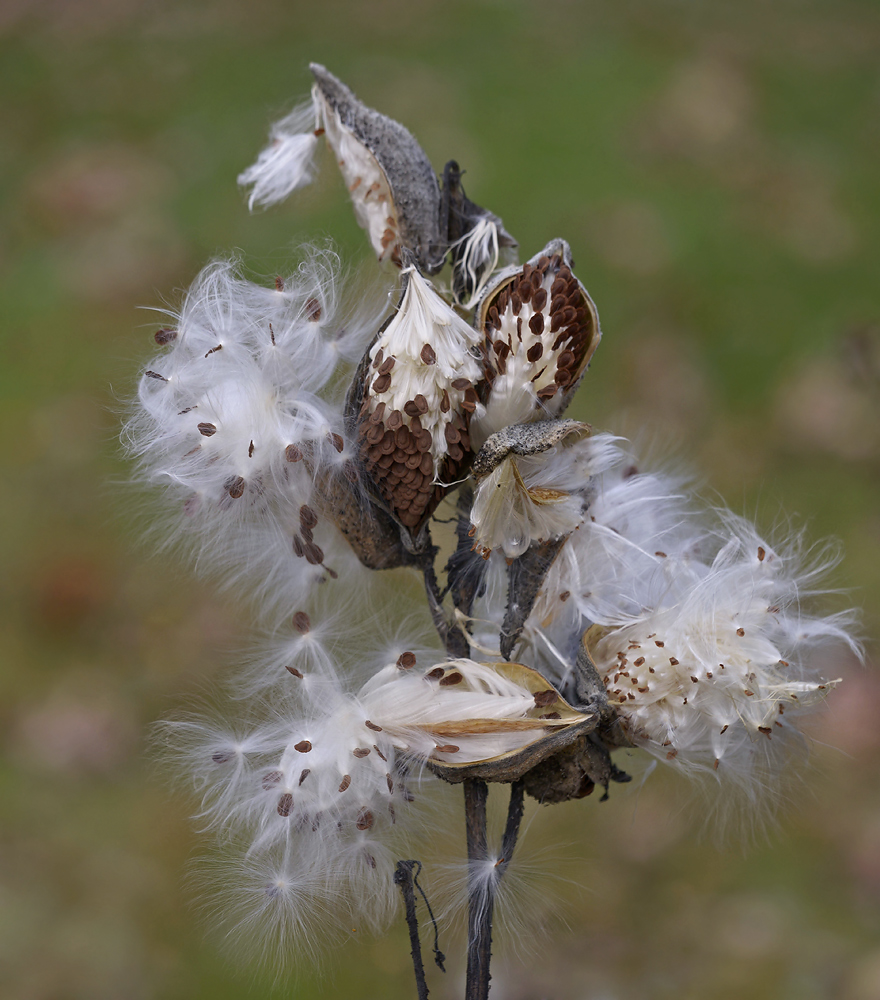 Magnificent Milkweed