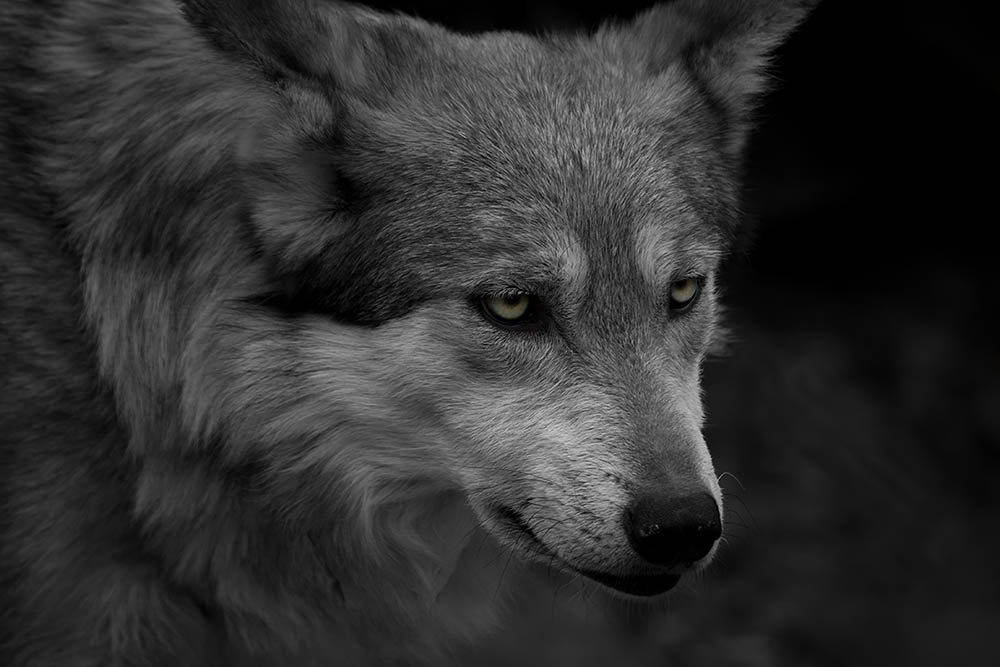 Lonely Wolf