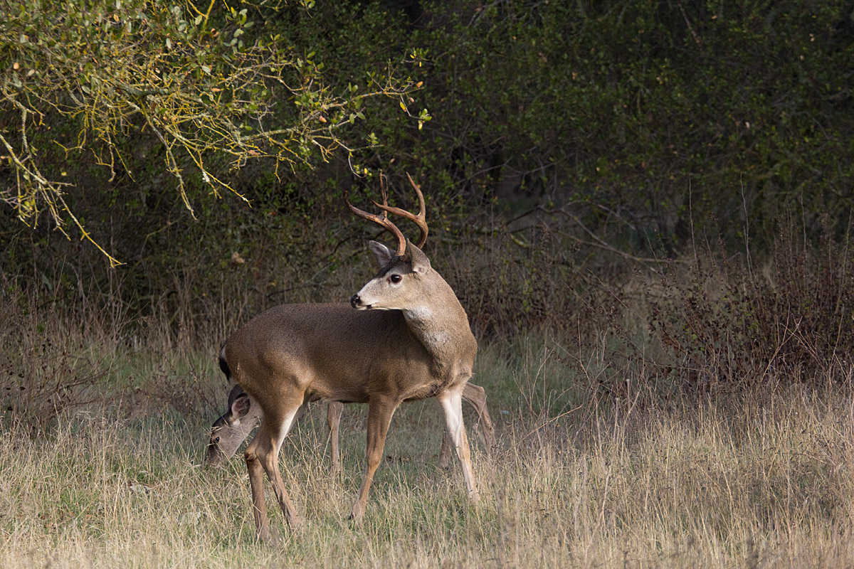 A Buck's Tale #3
