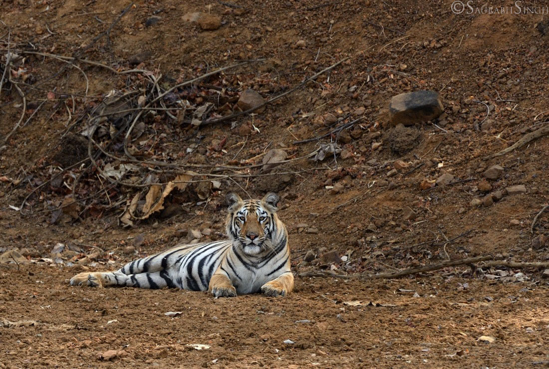 Felines of Tadoba 