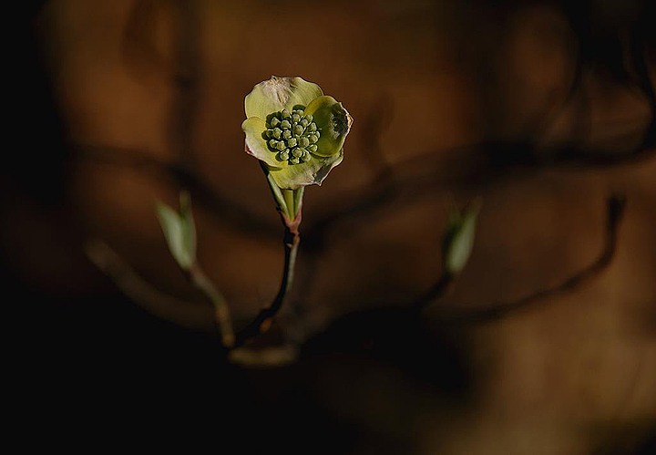 To Bloom..