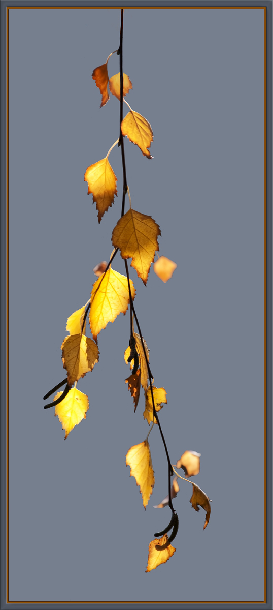 Autumn Gold