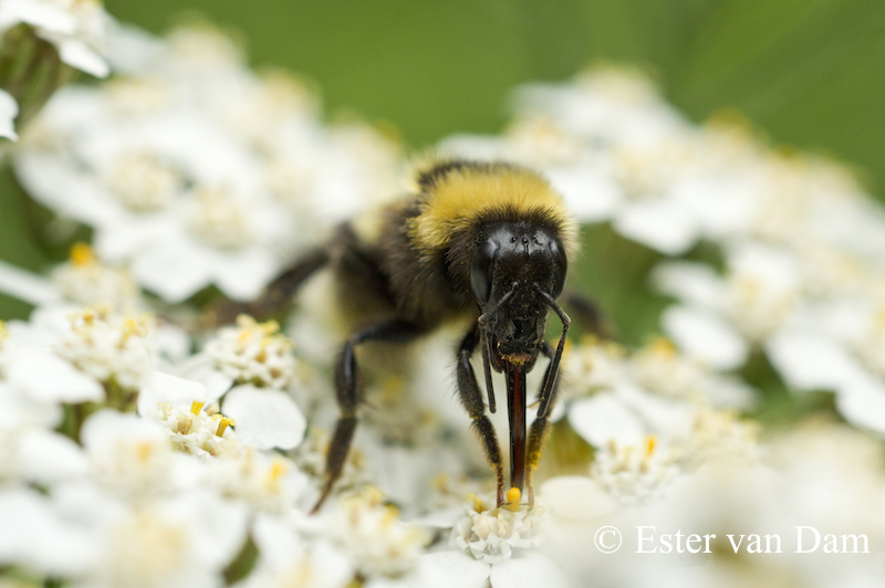 Bumble Bee in summer