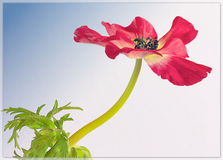 Anemone Ballet